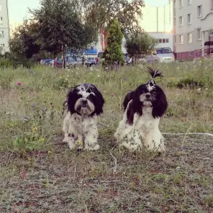 Additional photos: 2 cute Shih Tzu sisters - MM.lv