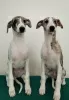 Photo №1. whippet - for sale in the city of Moore | 521$ | Announcement № 36621