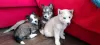 Photo №1. siberian husky - for sale in the city of Engels | negotiated | Announcement № 96750