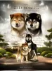 Photo №4. I will sell shiba inu in the city of Москва. breeder - price - 828$