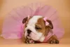 Photo №3. English bulldog puppies. Ukraine