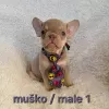 Photo №1. french bulldog - for sale in the city of Trstenik | negotiated | Announcement № 128407