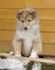 Photo №3. Sheltie puppies for sale. Russian Federation