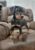 Photo №1. dobermann - for sale in the city of Port Macquarie | Is free | Announcement № 50391