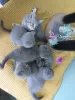 Photo №3. Stunning Scottish Fold & Straight kittens!. Turkey