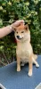 Photo №1. shiba inu - for sale in the city of Гулькевичи | negotiated | Announcement № 105697