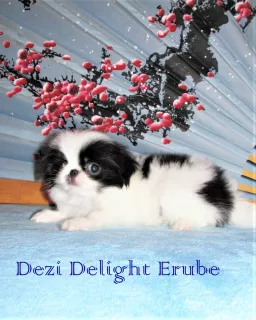 Photo №3. Japanese Chin Boy, RKF. Russian Federation