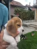 Additional photos: Beagle puppies for sale