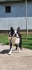 Photo №2 to announcement № 107280 for the sale of boston terrier - buy in Serbia 