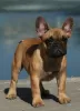 Photo №2 to announcement № 71930 for the sale of french bulldog - buy in Ukraine private announcement, from nursery, breeder