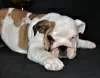 Additional photos: English bulldog