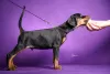 Additional photos: Doberman puppies