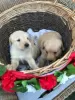 Photo №3. great labrador puppies. United Arab Emirates