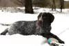 Additional photos: German Wirehaired Pointer ZKwP FCI female