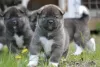 Photo №3. American akita. Russian Federation