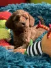 Additional photos: toy poodle puppies