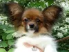 Photo №4. I will sell papillon dog in the city of Saratov. from nursery - price - Is free