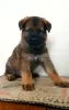 Photo №1. german shepherd - for sale in the city of Ashdod | 60008000$ | Announcement № 58769