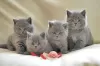 Photo №1. british shorthair - for sale in the city of Антверпен | 211$ | Announcement № 108796