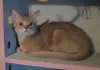 Photo №1. abyssinian cat - for sale in the city of Kobrin | 300$ | Announcement № 50876