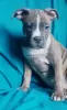 Additional photos: American Staffordshire Terrier puppies