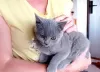 Photo №2 to announcement № 26829 for the sale of british shorthair - buy in Czech Republic breeder