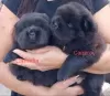 Photo №3. Black Chow Chow females FCI. Poland