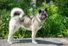 Photo №3. Akita mestizo dog really wants to go home!!. Russian Federation