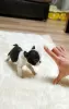 Photo №2 to announcement № 64579 for the sale of french bulldog - buy in Germany 