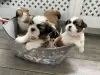 Photo №2 to announcement № 99423 for the sale of shih tzu - buy in United States breeder