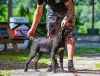 Photo №3. Cane Corso female puppy. Serbia