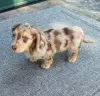 Photo №1. dachshund - for sale in the city of Piotrków Trybunalski | 528$ | Announcement № 126676