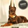 Additional photos: doberman puppies