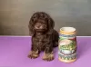 Additional photos: Miniature Wirehaired Dachshund Puppy