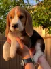 Additional photos: Adorable beagle puppy looking for his home and the most affectionate cuddles!