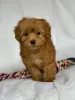 Photo №1. poodle (royal) - for sale in the city of New Norway | negotiated | Announcement № 9035