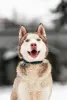 Photo №1. siberian husky - for sale in the city of Москва | Is free | Announcement № 120233