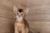 Additional photos: Abyssinian kittens of wild and sorrel color