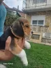 Additional photos: Beagle puppies for sale