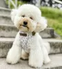 Photo №2 to announcement № 99464 for the sale of poodle (toy) - buy in Germany private announcement, from nursery, from the shelter