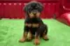 Photo №1. rottweiler - for sale in the city of Giessen | Is free | Announcement № 128426