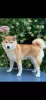 Photo №2 to announcement № 105697 for the sale of shiba inu - buy in Russian Federation private announcement