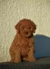 Photo №3. Mini Poodle, red and apricot colors. Serbia