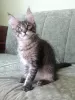 Photo №1. maine coon - for sale in the city of Kolomna | negotiated | Announcement № 18099