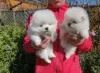 Photo №1. pomeranian - for sale in the city of Alatskivi | negotiated | Announcement № 64991