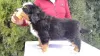 Photo №1. bernese mountain dog - for sale in the city of Валево | 634$ | Announcement № 96148