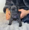 Additional photos: Beautiful French Bulldog puppies for sale.