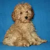 Photo №1. poodle (toy) - for sale in the city of Minsk | negotiated | Announcement № 42281