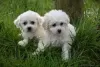 Photo №2 to announcement № 123643 for the sale of bichon frise - buy in Germany 