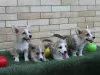 Additional photos: Welsh Corgi Pembroke puppies